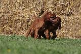 SETTER IRLANDAIS 154